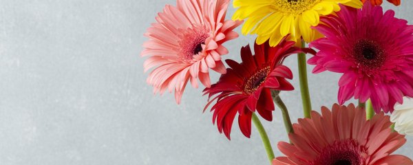 красивые герберы