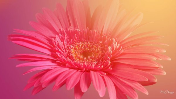 красивые герберы