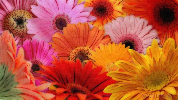 яркие герберы