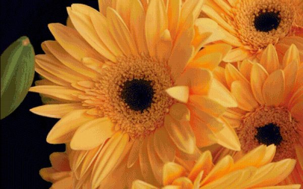 желто оранжевые цветы