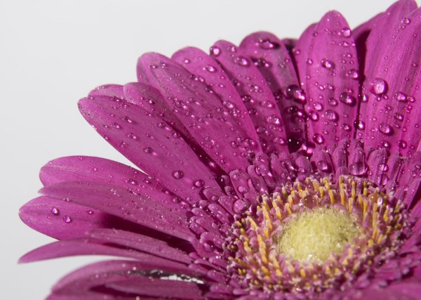 макро цветы