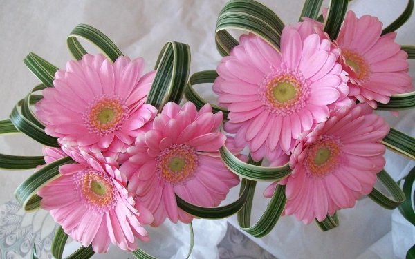 пинтерест герберы