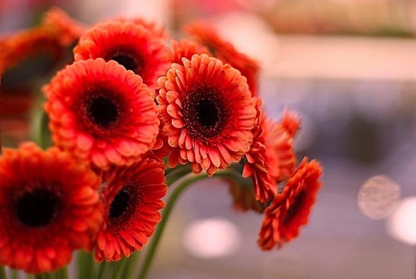 цветок гербер