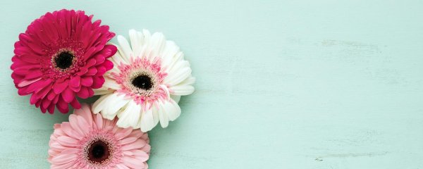 герберы фон