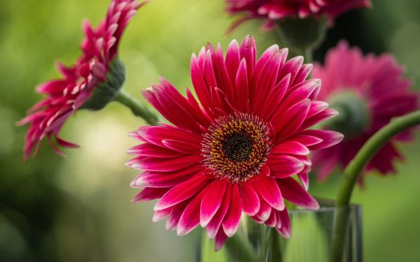 астровые герберы