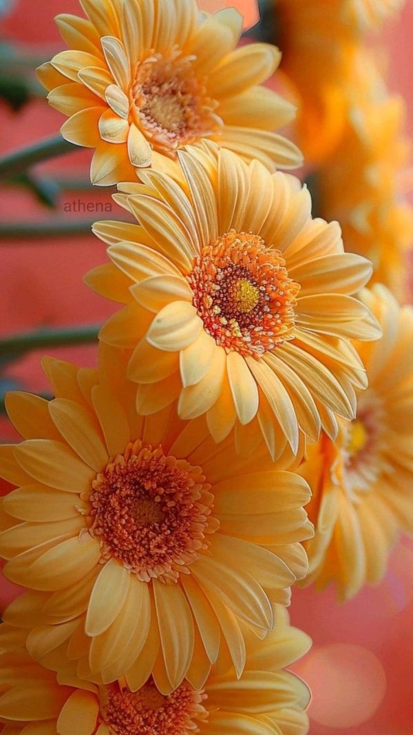 оранжевые цветы