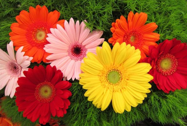 астровые герберы