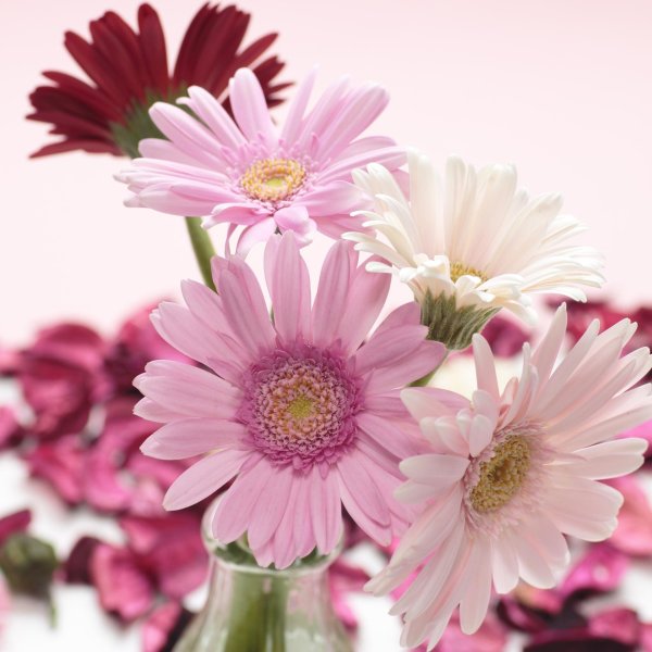 берберы цветы