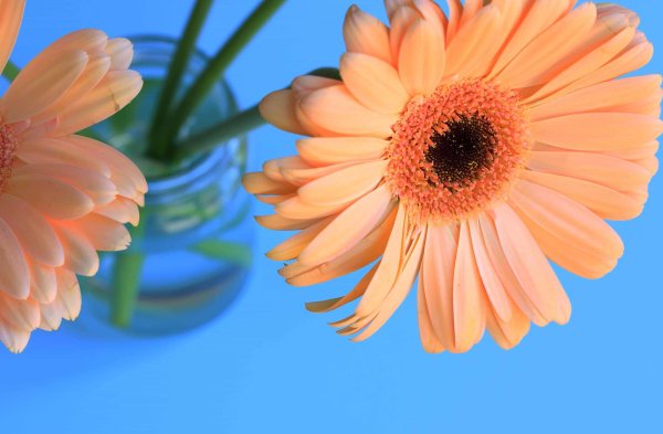 герберы открытка