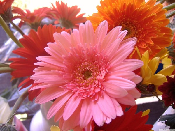 герберы цветы