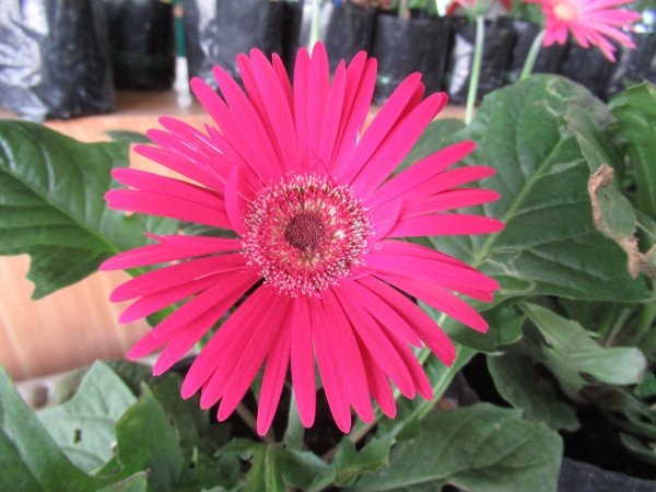 гербера микс комнатная