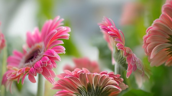 gerbera daisies