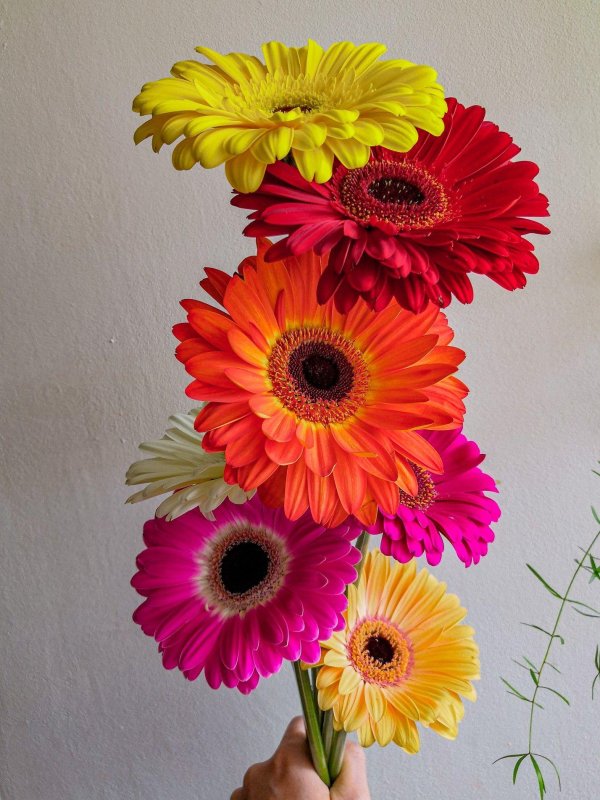 цветок гербер