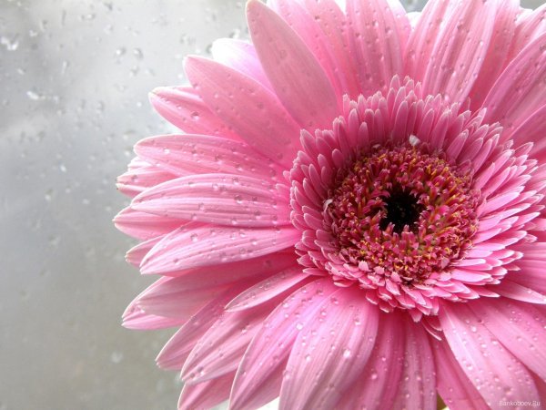 красивые герберы