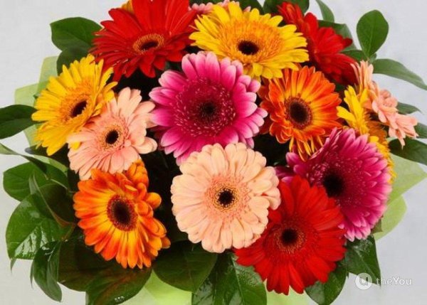 букет гербер