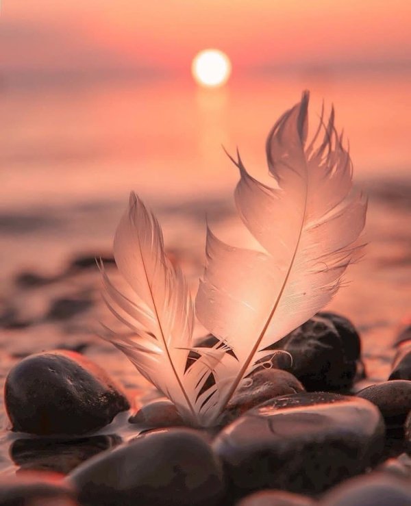 перо на закате