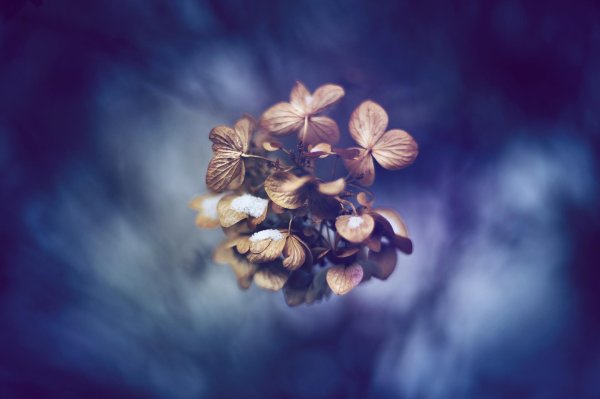 цветок макро