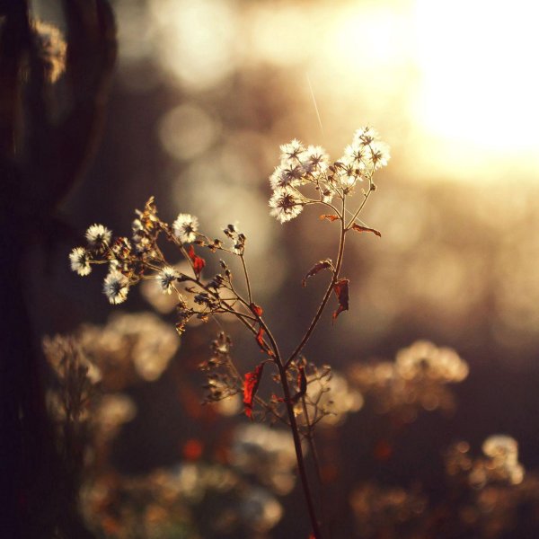 коричневые цветы