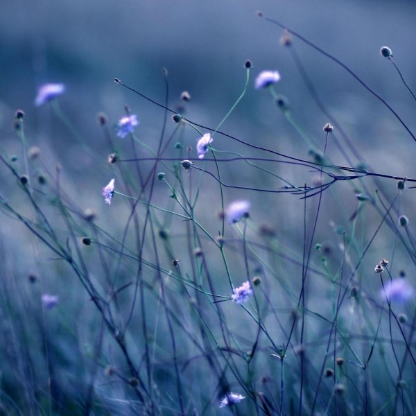 полевые цветы