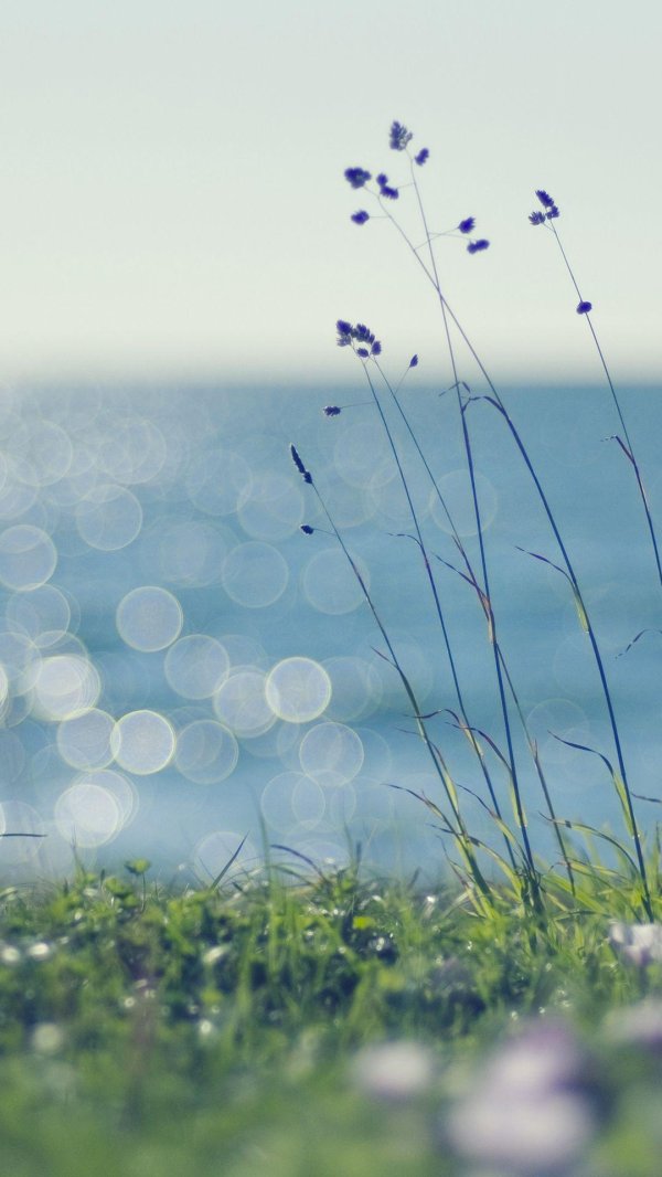 трава у моря