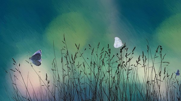 нежные бабочки