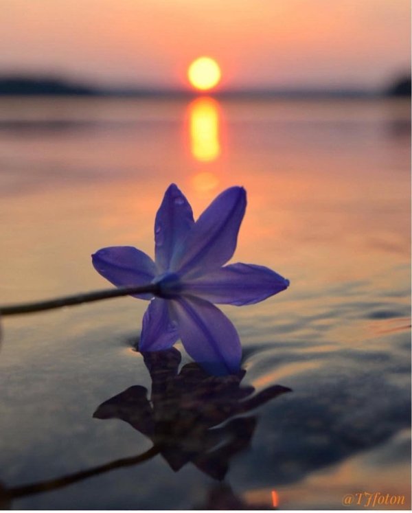 голубой лотос нимфея