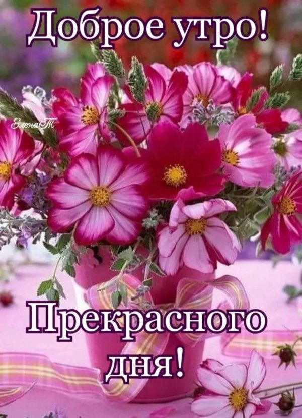 цветок космеи