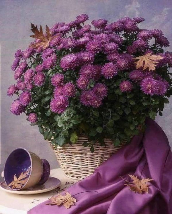 хризантемы сентябринки