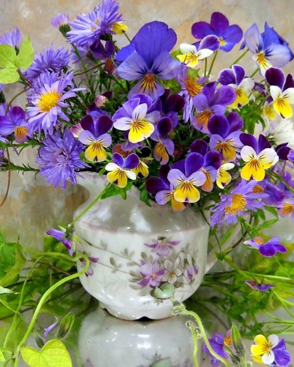 анютины глазки