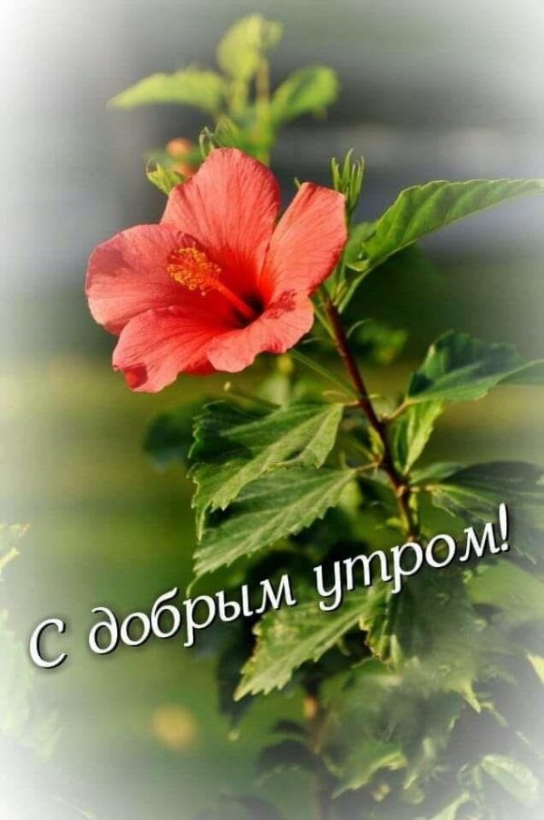 с добрым утром цветы