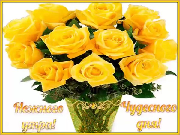 жёлтая роза