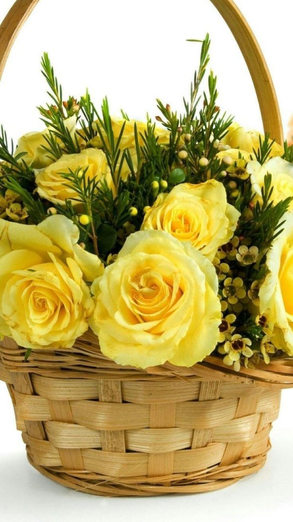 жёлтая роза