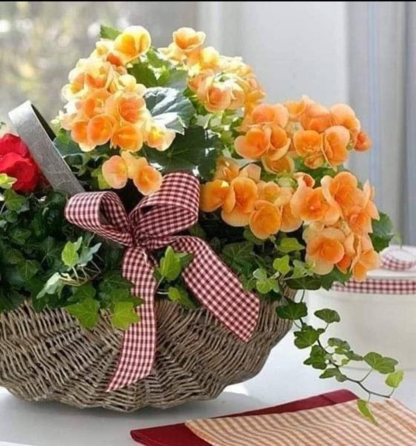 бегонии комнатные