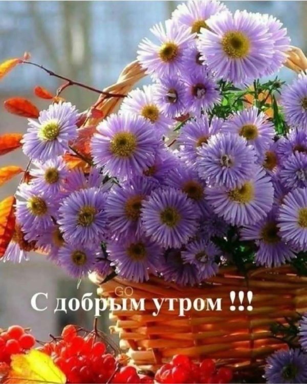 доброго утра осенние цветы