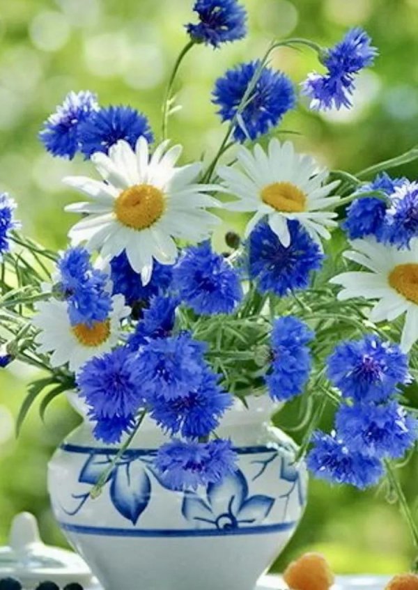 полевой цветок