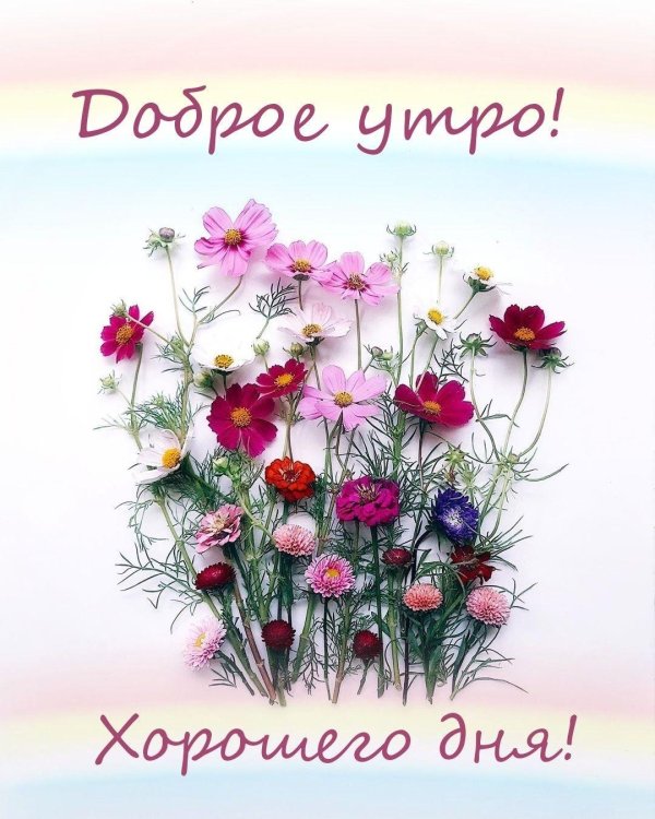 доброго утра полевые цветы