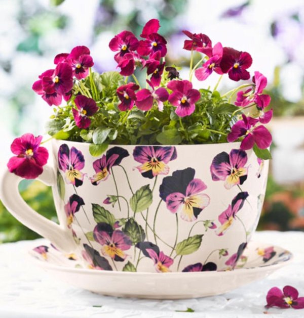 анютины глазки