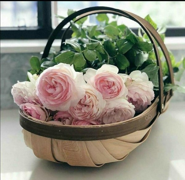 пионовидная роза