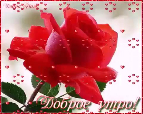открытки хорошего дня с розами
