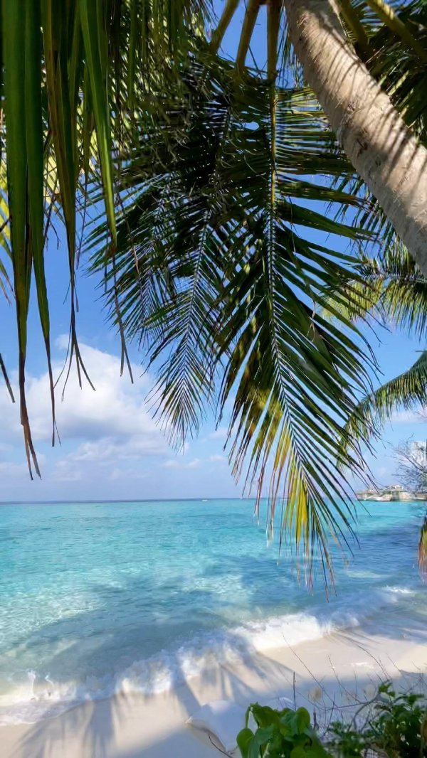 шри ланка океан пальмы