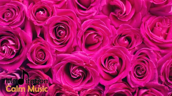 розовый цветок