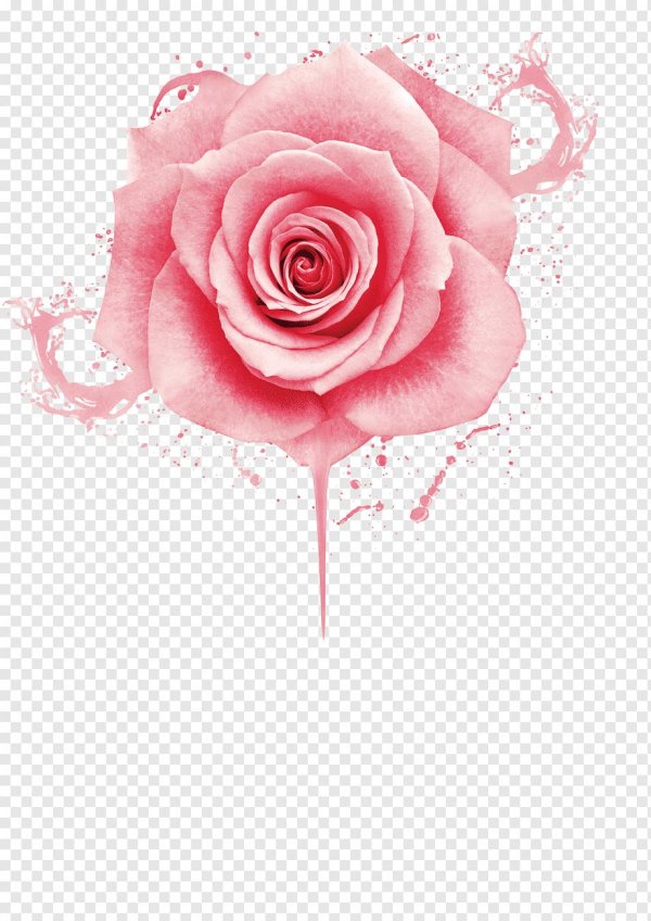 розовая роза