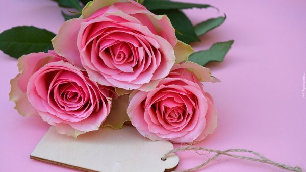 розовая роза