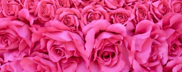 роза пинк иришка