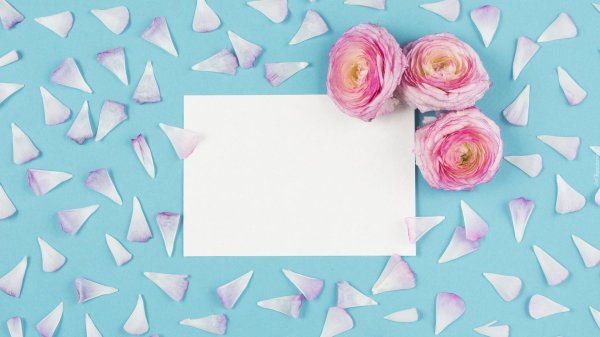 цветок ранункулюс