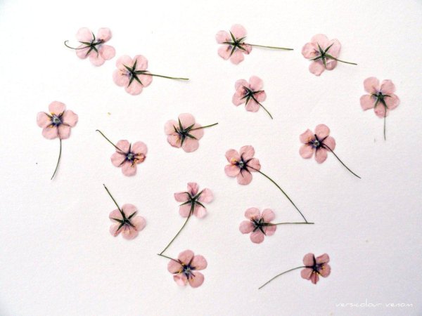 мелкие цветочки