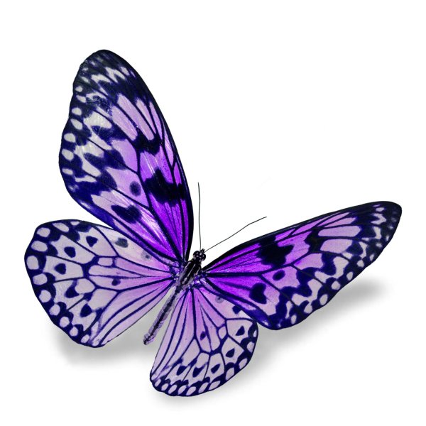 данаида монарх бабочка фиолетовый
