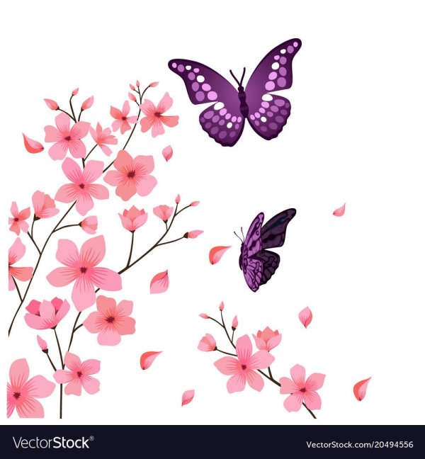 ветка сакура