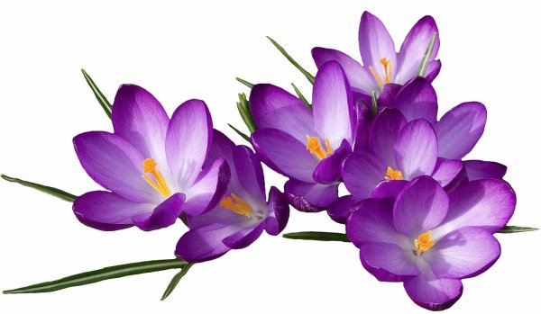 крокус шафран цветок