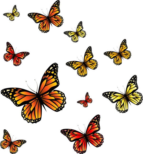 бабочка без фона для фотошопа